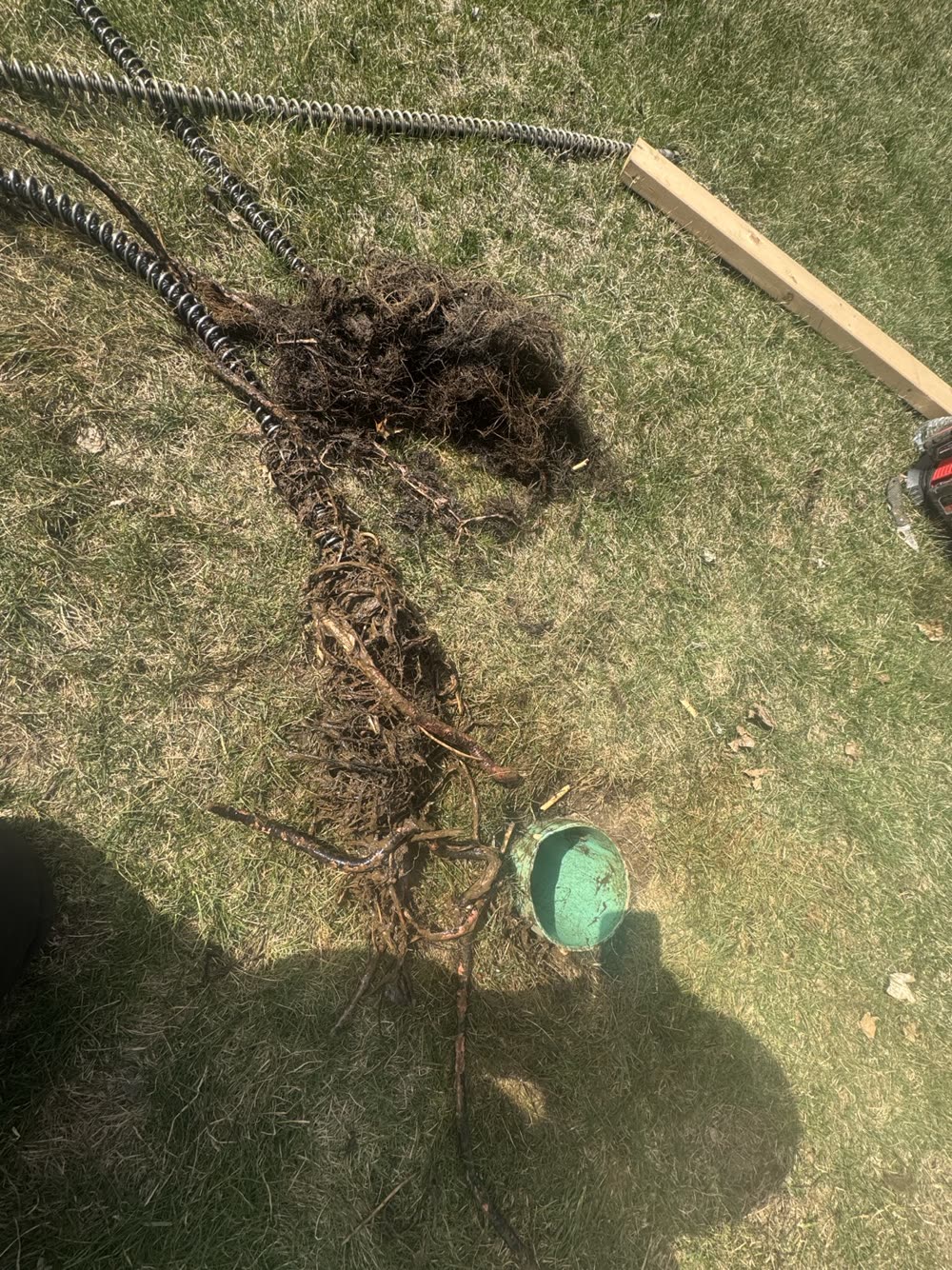 Roots removed from a residential sewer line beside the cleaning cable